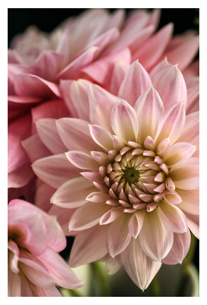 Dahlia Dream - Fine Art Photograph