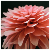 Dahlia Pink- Fine Art Photograph