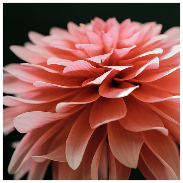 Dahlia Pink- Fine Art Photograph
