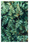 Deep Green Fern #1 - Fine Art Photograph