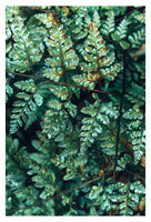Deep Green Fern #1 - Fine Art Photograph