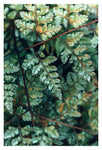 Deep Green Fern #2 - Fine Art Photograph