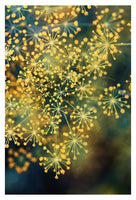 Dill #4 - Fine Art Photograph