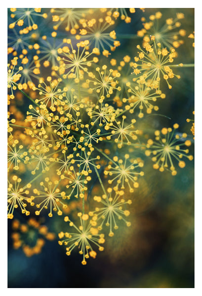 Dill #4 - Fine Art Photograph