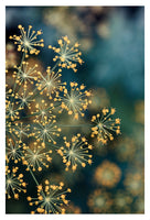 Dill #2 - Fine Art Photograph