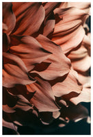 Drama Queen - Fine Art Photograph