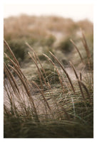 Dune Grass At Dusk - Fine Art Photograph