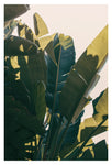Familiar - Fine Art Photograph