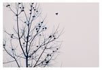 Feathered - Fine Art Photograph