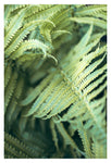 Fern Valley #1 - Fine Art Photograph