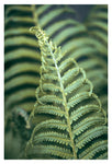 Fern Valley #2 - Fine Art Photograph