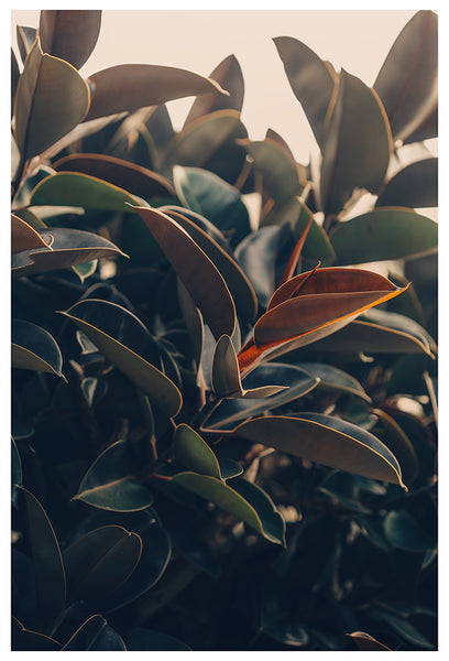 Ficus Light -  Fine Art Photograph