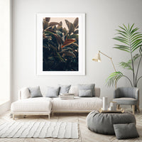 Limited License For Ficus Light Photograph