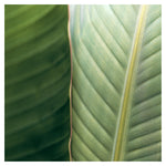 Fine Lines - Fine Art Photograph