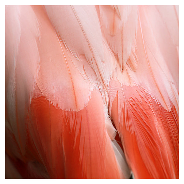 Flamingo #10 - Fine Art Photograph