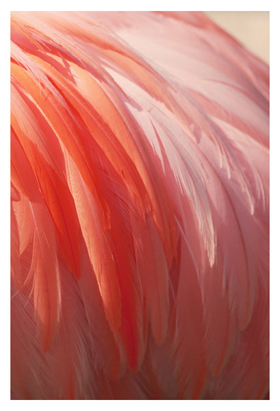 Flamingo #12 - Fine Art Photograph