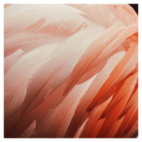 Flamingo #13 - Fine Art Photograph