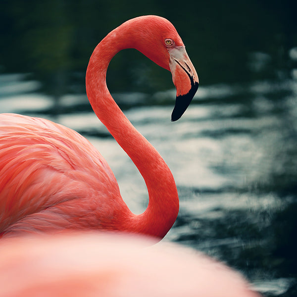 Flamingo #14 - Fine Art Photograph
