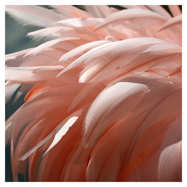 Flamingo #1 - Fine Art Photograph