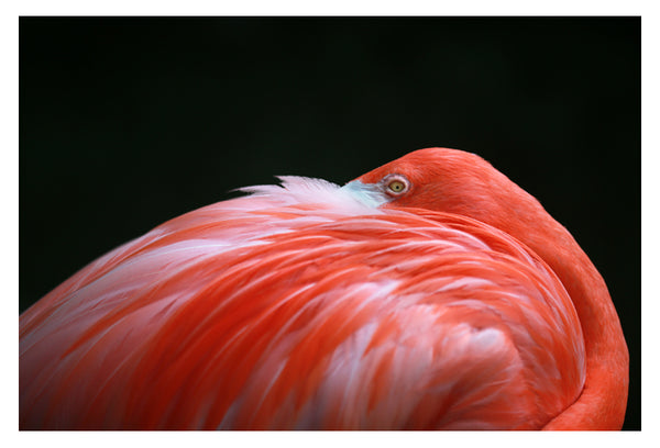 Flamingo #6 - Fine Art Photograph