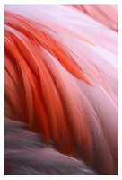 Flamingo #7 - Fine Art Photograph