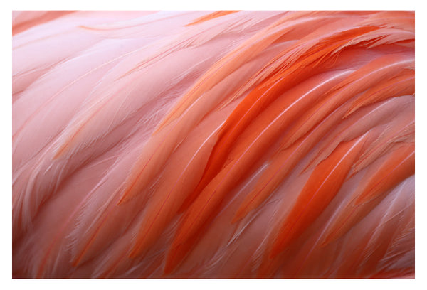 Flamingo #8 - Fine Art Photograph