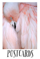 Flamingo #2 - Postcards