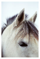 Flurry - Fine Art Photograph