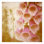 Foxglove