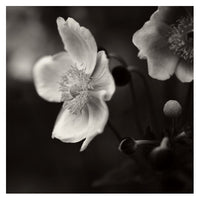Anenome #1 - Fine Art Photograph