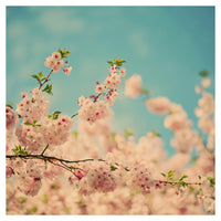 Pink Haze - Fine Art Photograph