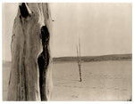 Ghost Forest #4 - Fine Art Photograph