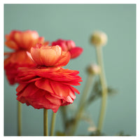 Good Morning Sunshine - Fine Art Photograph
