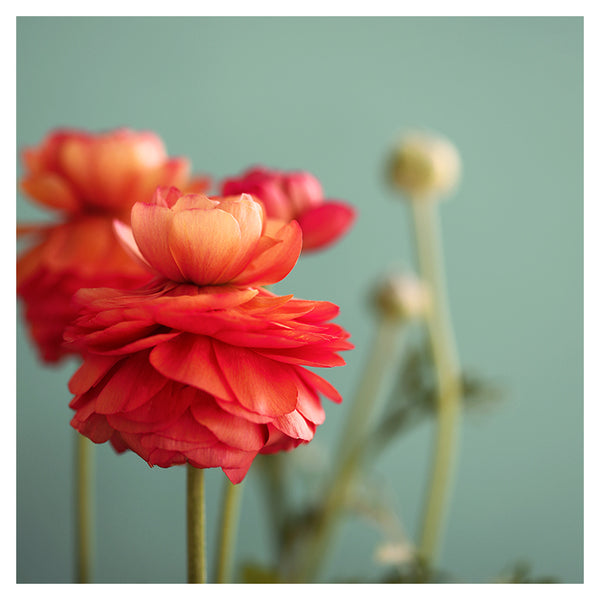 Good Morning Sunshine - Fine Art Photograph