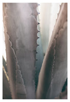 Gray Agave #2 -  Fine Art Photograph