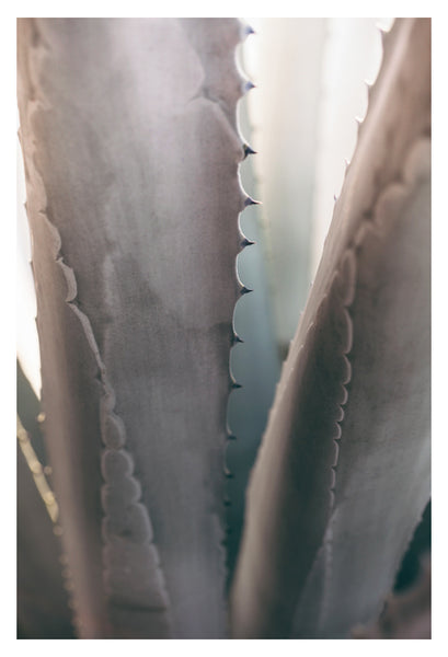 Gray Agave #2 -  Fine Art Photograph