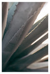 Gray Agave #3 -  Fine Art Photograph