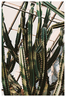 Greenhouse Cactus - Fine Art Photograph