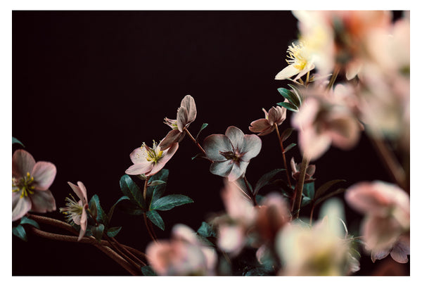 Hellebore #1 - Fine Art Photograph