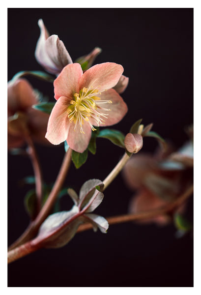 Hellebore #2 - Fine Art Photograph