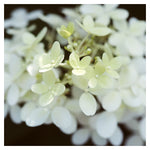 Hydrangea Light - Fine Art Photograph