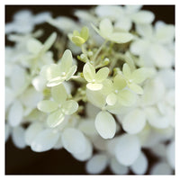 Hydrangea Light - Fine Art Photograph