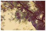 Graphite - Fine Art Photograph