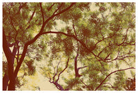 Forest - Fine Art Photograph