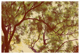 Forest - Fine Art Photograph