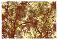 Forest - Fine Art Photograph