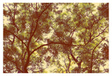 Forest - Fine Art Photograph