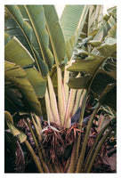 Jungle Layers - Fine Art Photograph