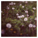 Silent Night - Fine Art Photograph