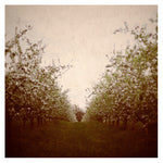 In May - Fine Art Photograph